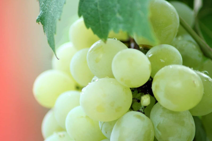 A – Z of foods that benefit the skin; Grapes
